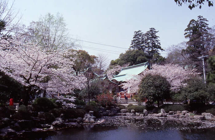 写真：神社と桜