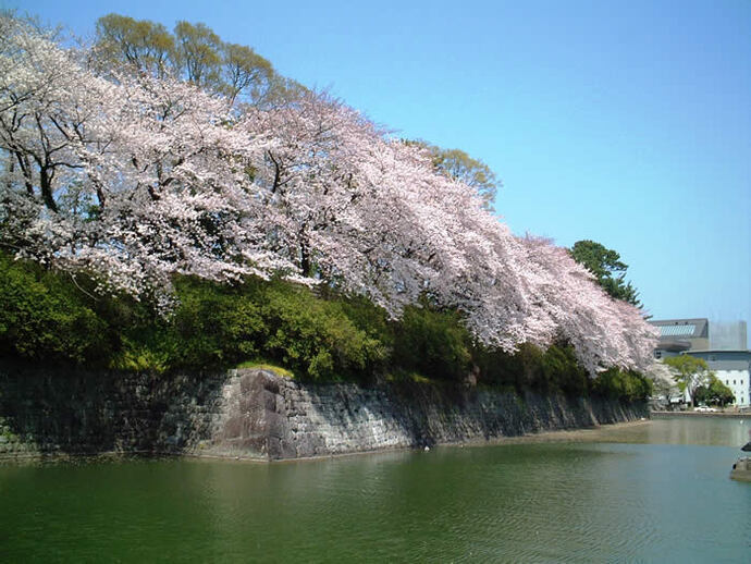 写真：城内の桜とお堀