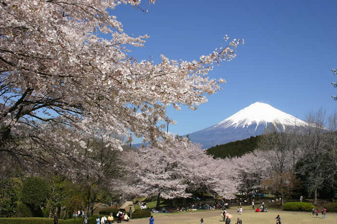 写真：富士山と桜