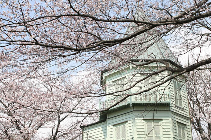 写真：洋風建築と桜