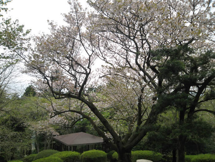 写真：公園内の桜