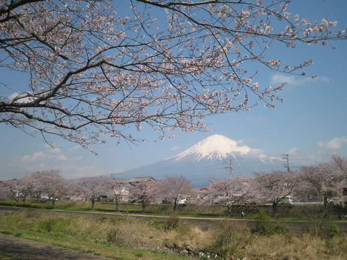 写真：川沿いの桜と富士山