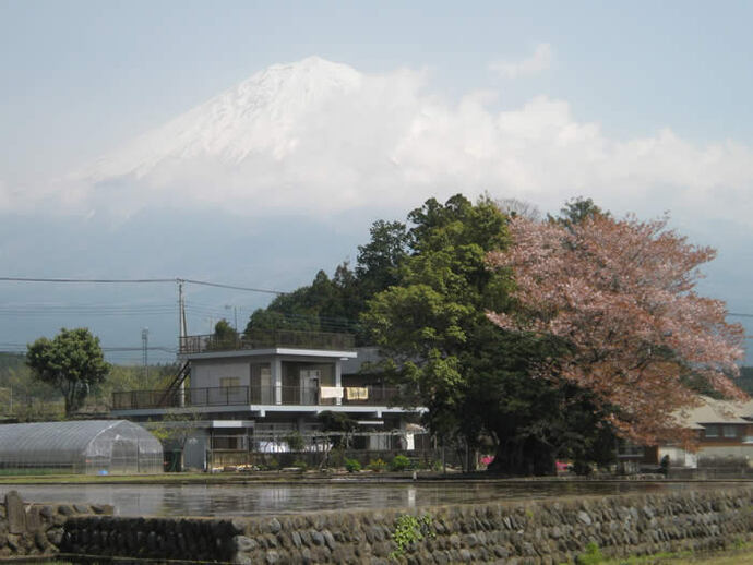 写真：桜と富士山