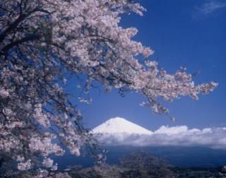 写真：桜と富士山