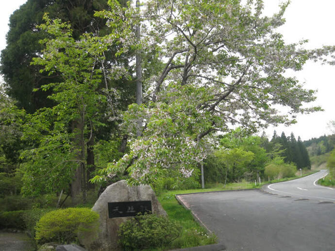 写真：道沿いの桜