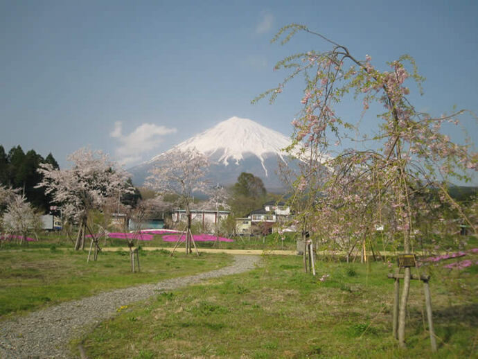 写真：園内の桜と富士山