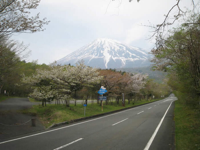 写真：道沿いの桜と富士山