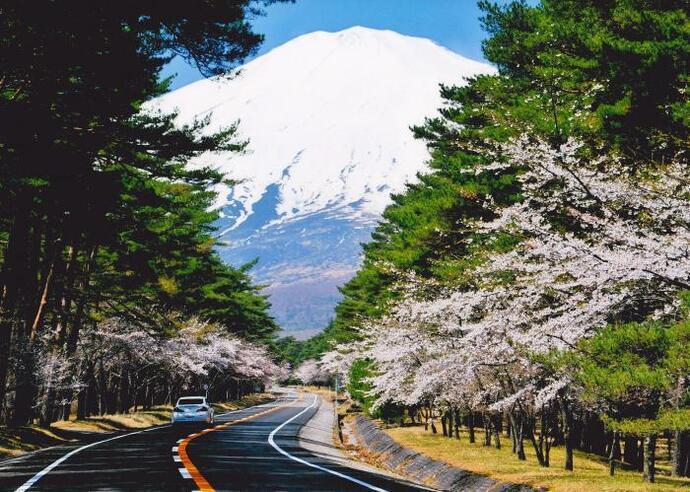 写真：道路沿いの桜と富士山