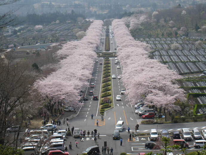 写真：園内の桜並木