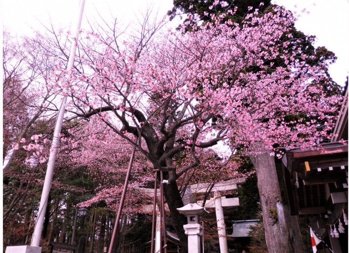 冨士浅間神社