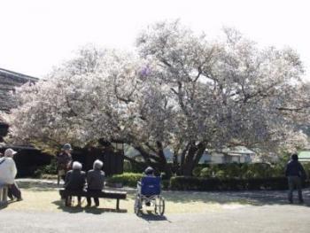 写真：場内のともえ桜