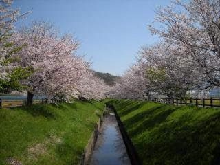 写真：川の両岸に並ぶ桜