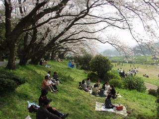 写真：桜並木と花見客