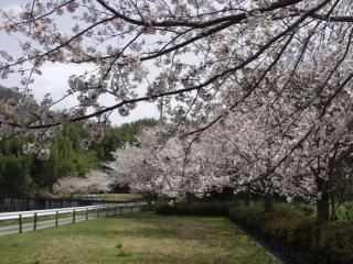 写真：水路近くの桜
