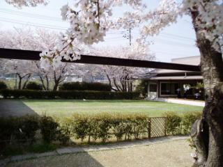 写真：施設内の桜