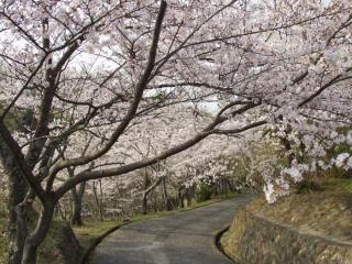 写真：桜並木