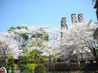 写真：反射炉と桜