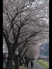 写真：堤防の桜並木