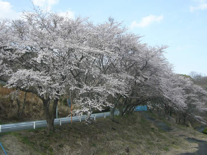 写真：桜並木