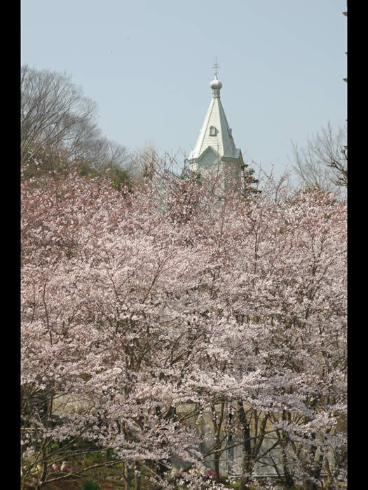 写真：園内の桜