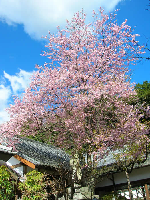 写真：境内の桜