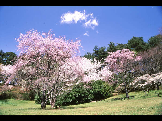 写真：公園内の桜