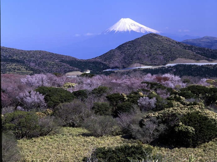 写真：峠の桜と富士山