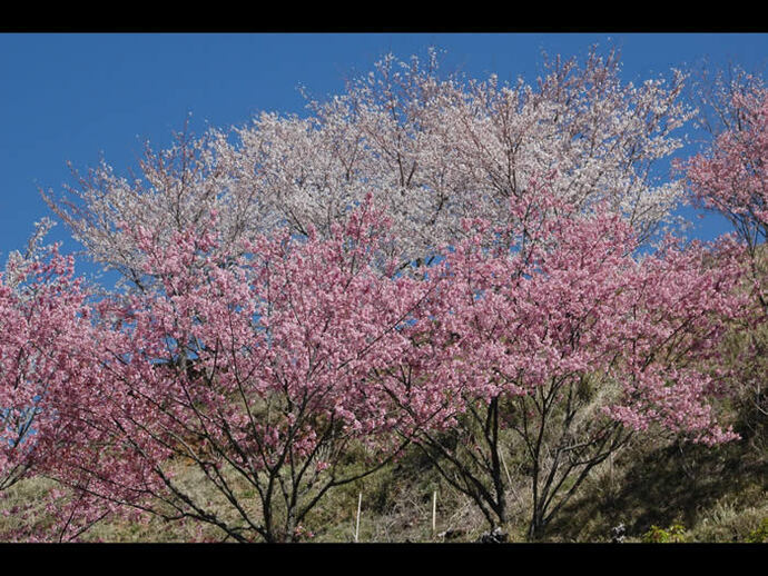 写真：施設内の桜