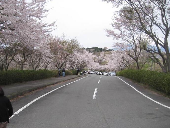 写真：桜並木