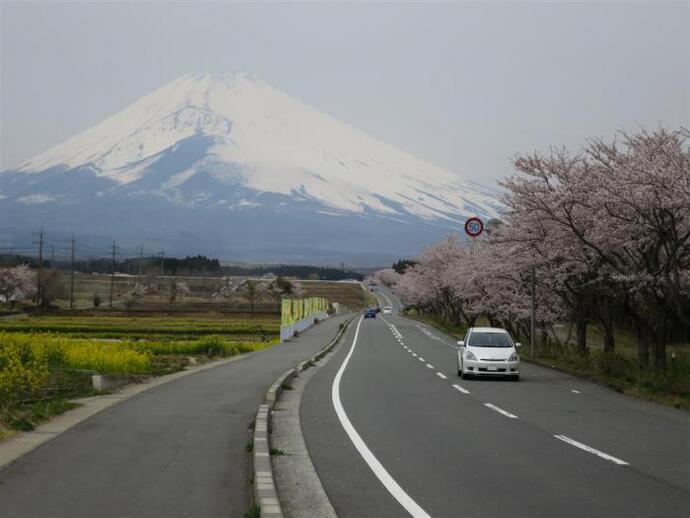 写真：富士山と道路沿いの桜
