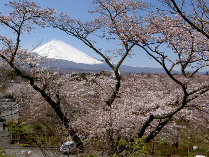 写真：施設内の桜と富士山