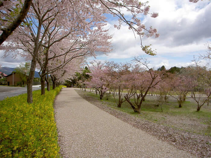 写真：園内の桜