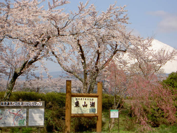 写真：湖畔の桜