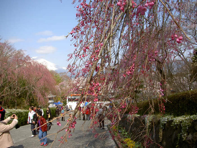写真：公園内の枝垂れ桜