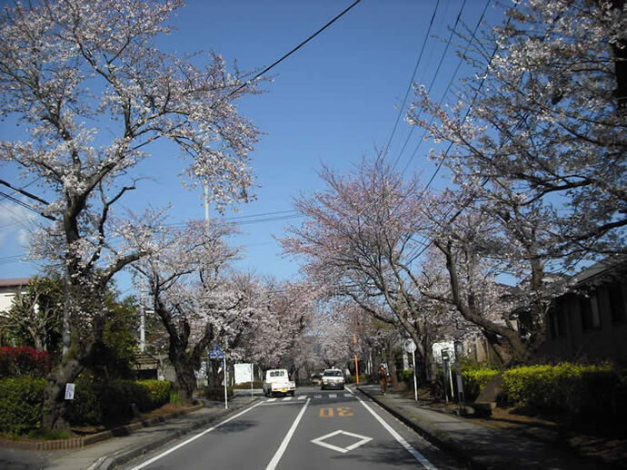 写真：市道の桜並木