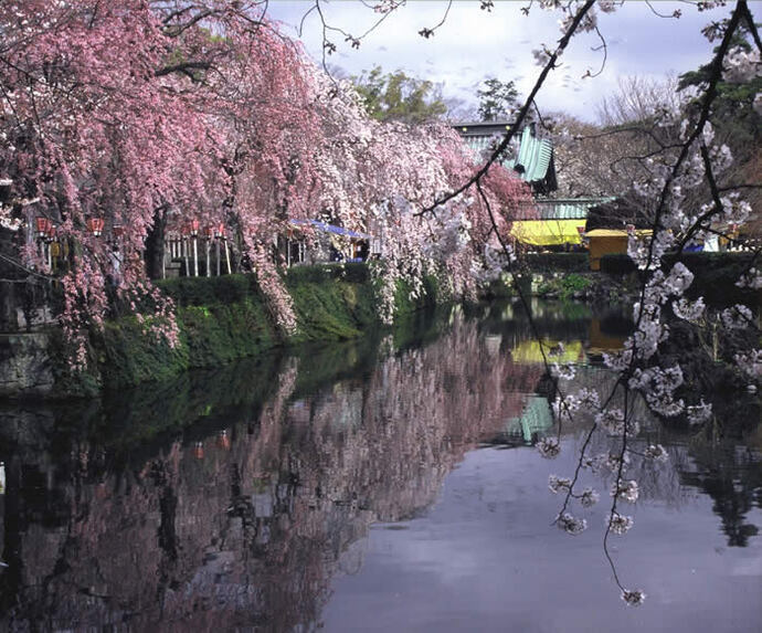 写真：三嶋大社と桜