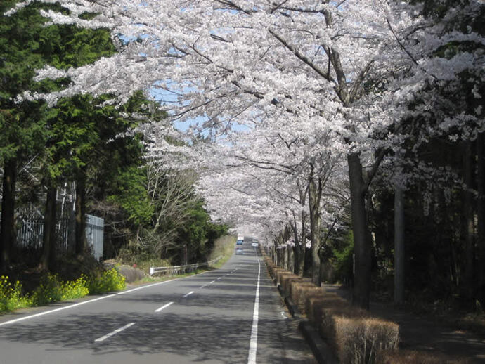 写真：桜並木