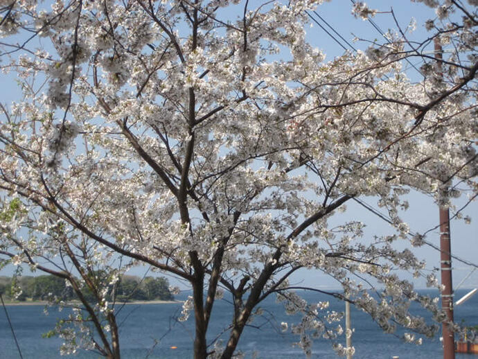 写真：桜と海