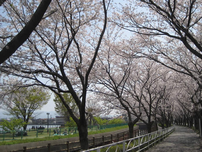 写真：公園内の桜並木