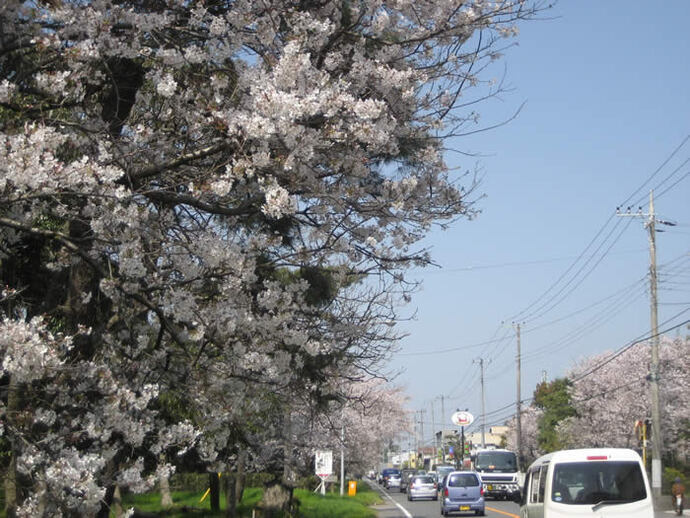 写真：街道沿いの桜