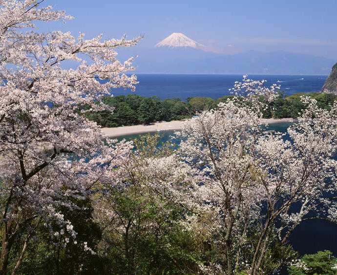 写真：桜と海越しの富士山