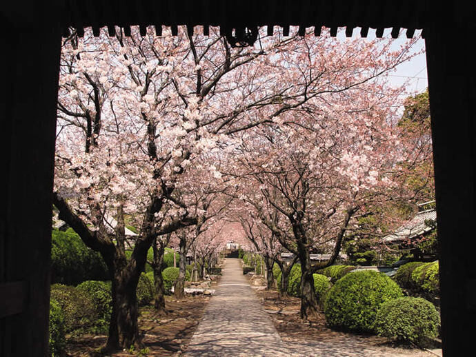 写真：表門からの桜並木