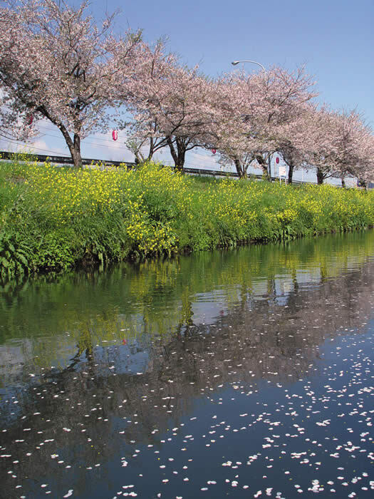 写真：川沿いの桜と川に映る桜と花弁