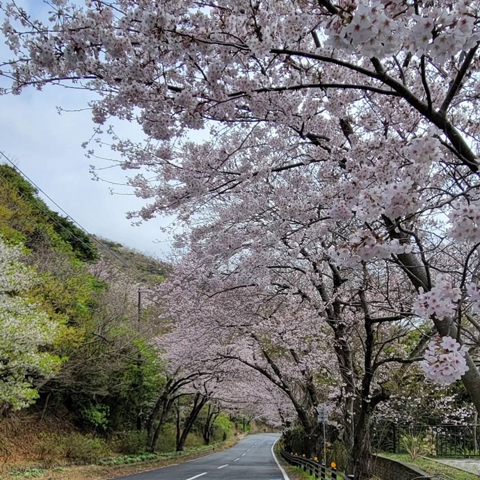写真：道路沿いの桜