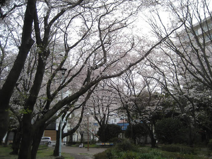 写真：園内の桜