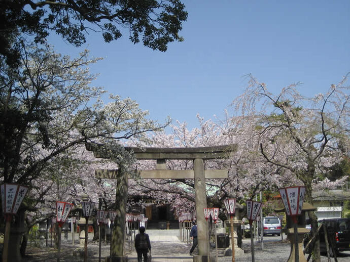写真：鳥居と桜