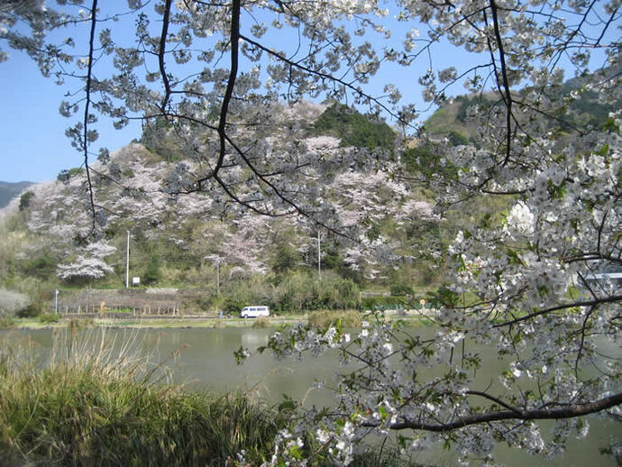 写真：池と桜