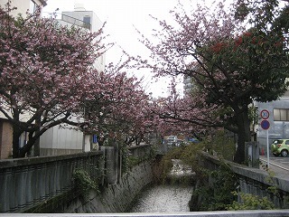 写真：川沿いの桜
