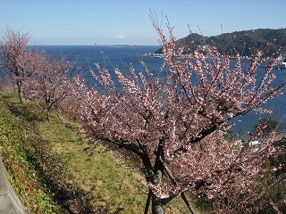 写真：桜と海