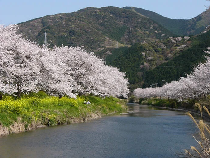 写真：那賀川と桜並木